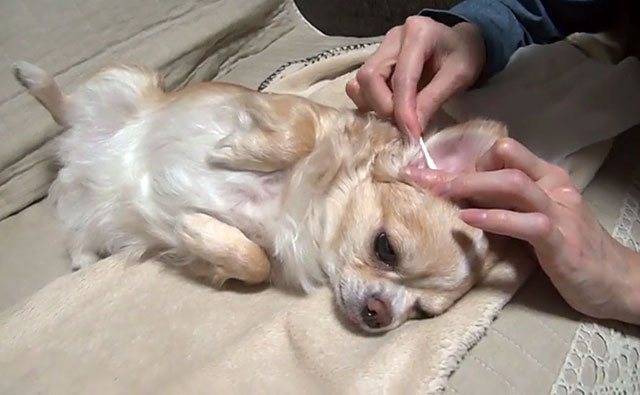 Собака трясет головой - причины и лечение