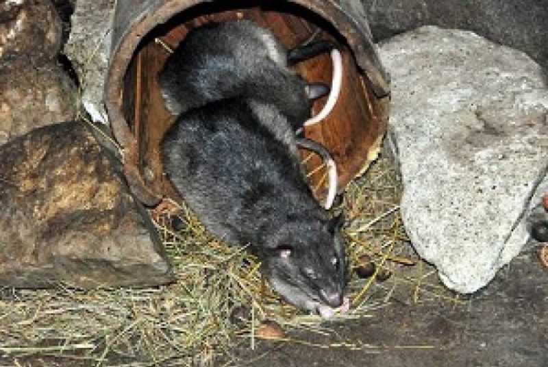 Как можно поймать крысу в домашних условиях