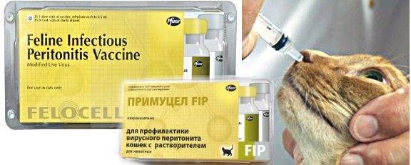 Схема лечения фип у кошек