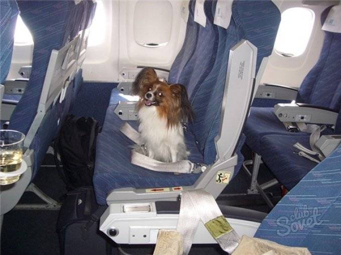 Как перевезти кота в самолете: билет и документы