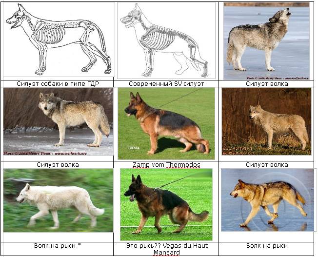 Волкособ – можно ли держать такую собаку дома, особенности характера и дрессировки