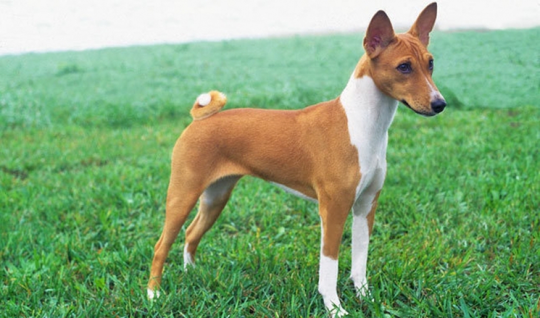 Собака, которая не лает: породы нелающих или мало лающих псов, описание с фото