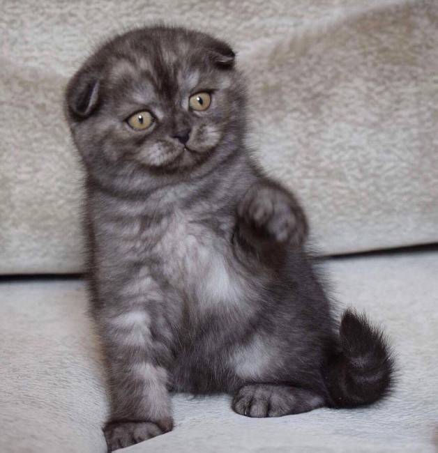 Шотландские вислоухие кошки имена. Британский вислоухий котенок серый мальчик. Шотландская вислоухая кошка чистокровная. Шотландская вислоухая кошка дымчатого окраса. Шотландская вислоухая кошка черно серая.