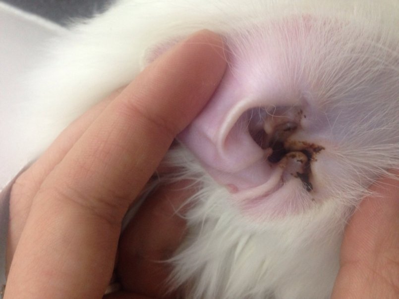 Ушной грибок у кошек