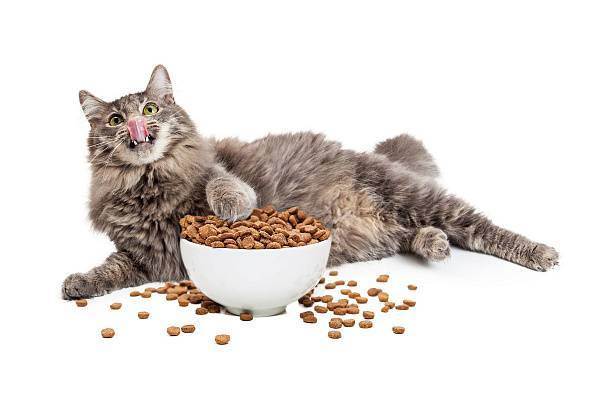 Как правильно кормить кота сухим кормом: практические вопросы