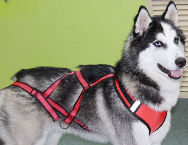 Шлейка для собак: что такое, как правильно выбрать и носить аксессуар