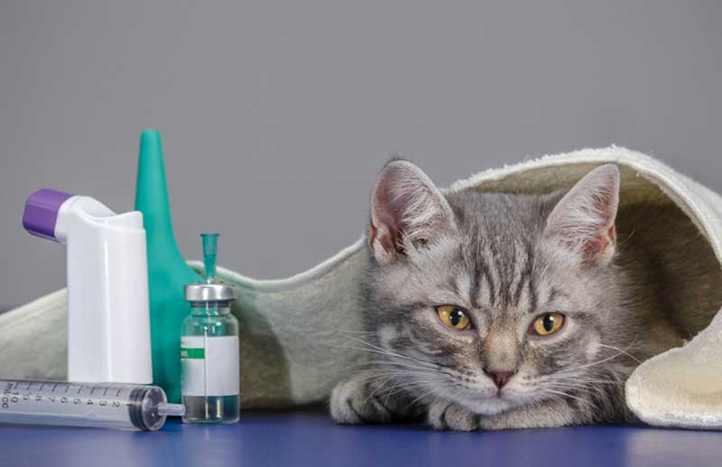 Астма у кошек (диагностика и терапия). бронхит у кошек