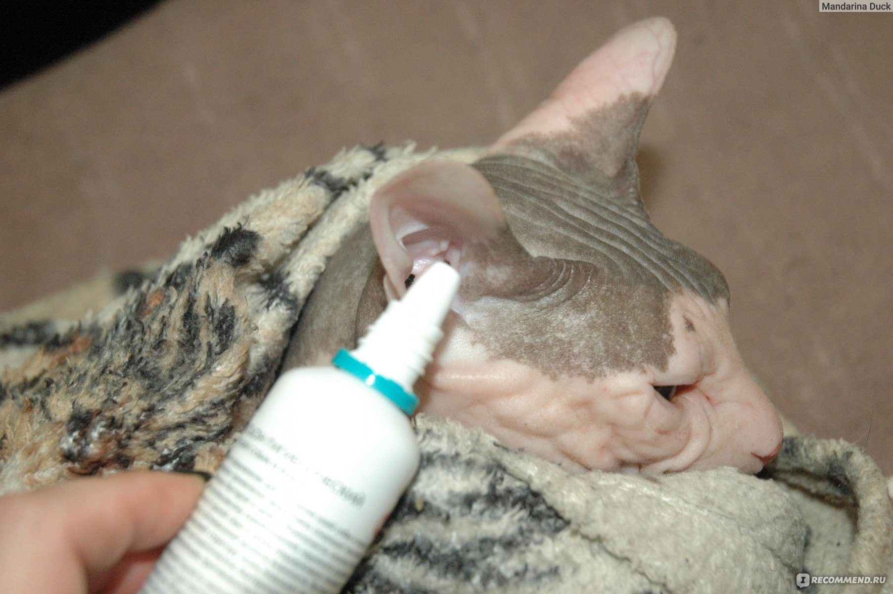Как чистить уши кошке в домашних условиях