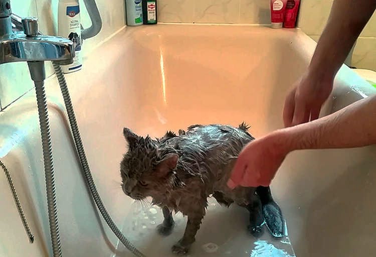 Можно ли мыть беременную кошку