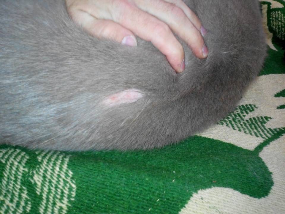 Почему лысеют коты: причины выпадения шерсти, появления проплешин и алопеции