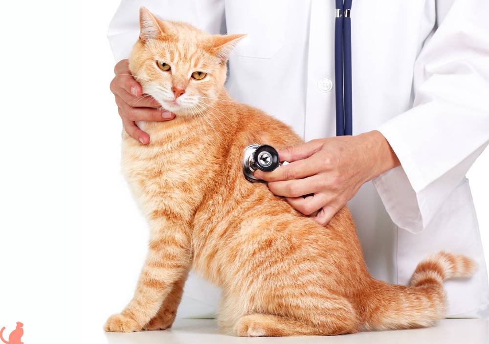 Панкреатит у кошек (острый и хронический): симптомы и лечение, прогноз, питание в домашних условиях