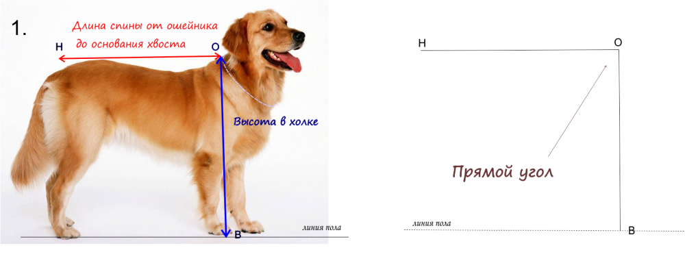 Холка у собаки — где находится и как правильно измерить рост