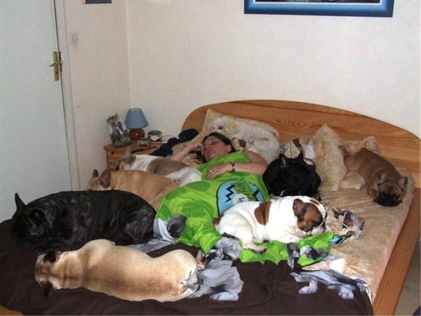 Почему собаки спят на кровати. Собаки которые спят.