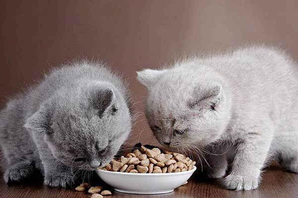 Чем кормить британского котёнка в разном возрасте
