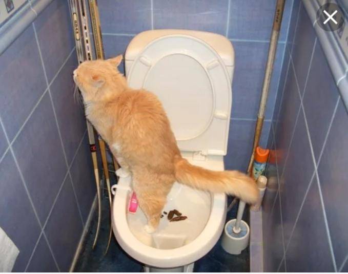 Кот не может сходить в туалет по-большому 3-5 дней: причины и как помочь