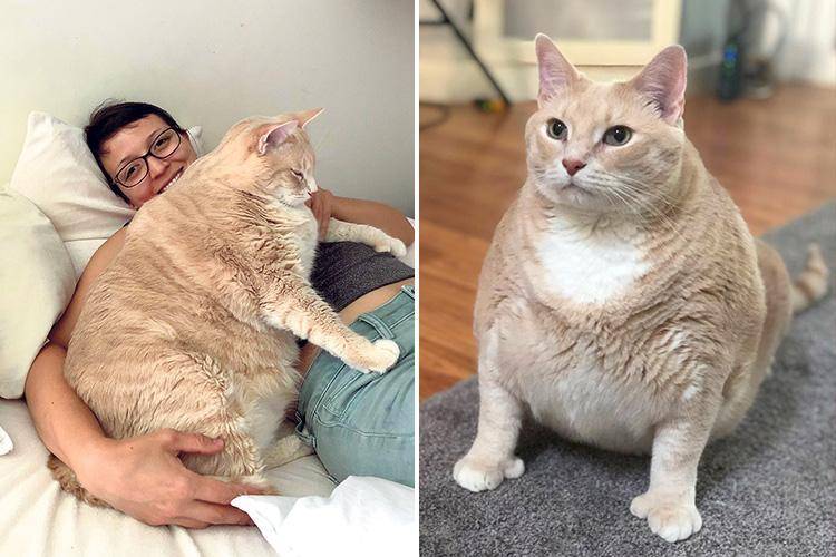 Сколько весит самая толстая в мире кошка: фото кота-рекордсмена и описание по версии книги рекордов гиннесса