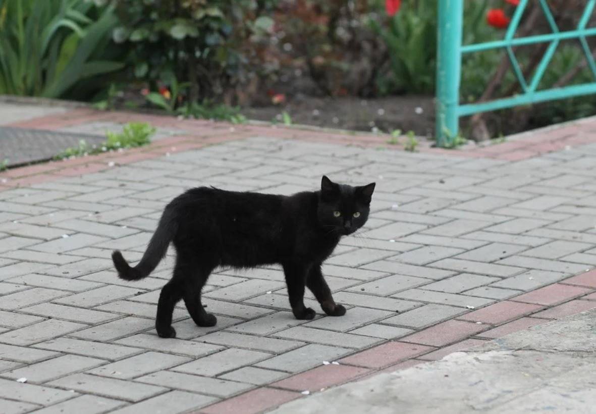 Черная кошка: приметы и суеверия
черная кошка: приметы и суеверия