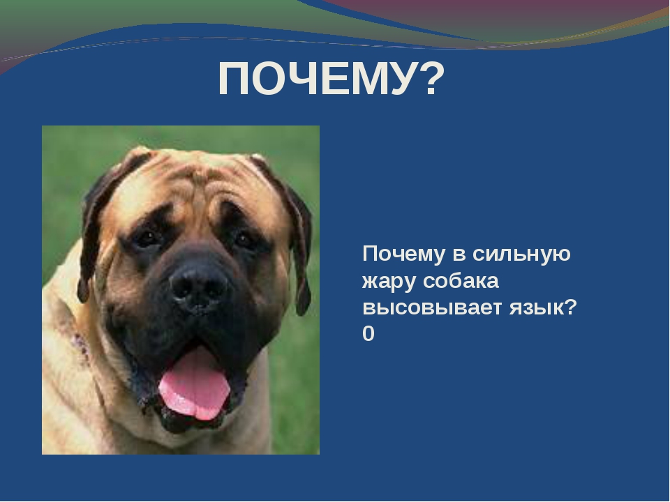 ᐉ собака с языком на бок фото - zoomanji.ru