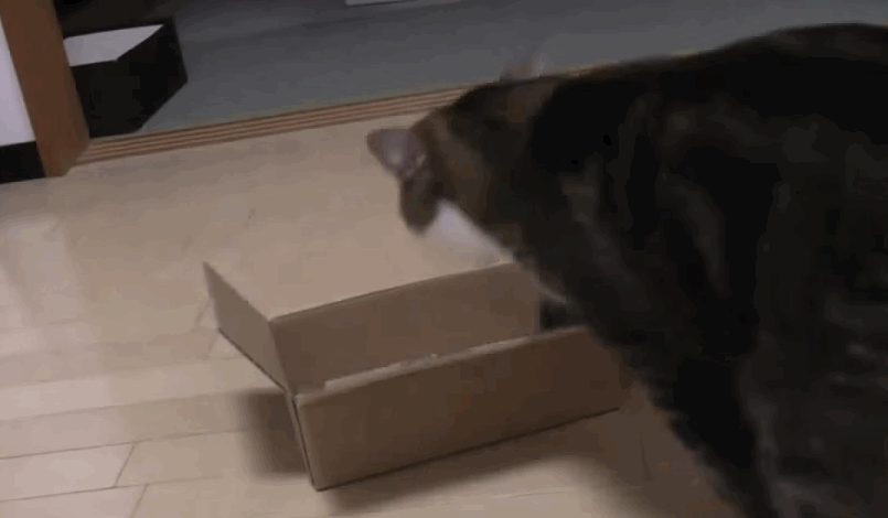 Почему кошки любят коробки и пакеты: простой ответ