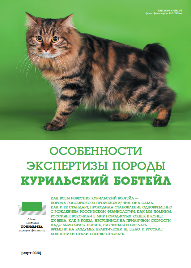 Бобтейл американский: описание, характер породы, 115 фото породистых кошек и ее характеристика