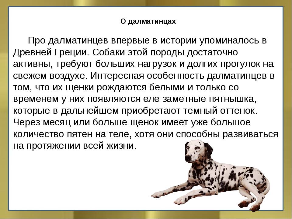 Порода это класс биология. Рассказ о породе собак далматинец. Далматин доклад 2 класс. Рассказ о породе собаки Далматин. Далматинец описание породы 2 класс.