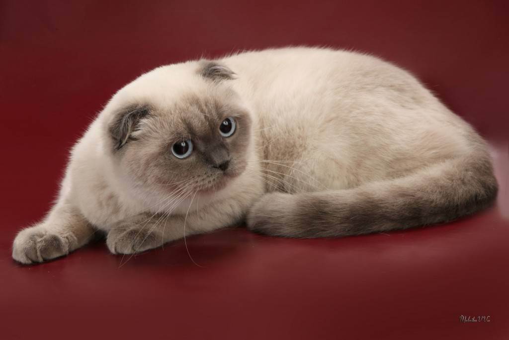 Шотландская кошка (скоттиш страйт, фолд): описание породы, содержание питомца