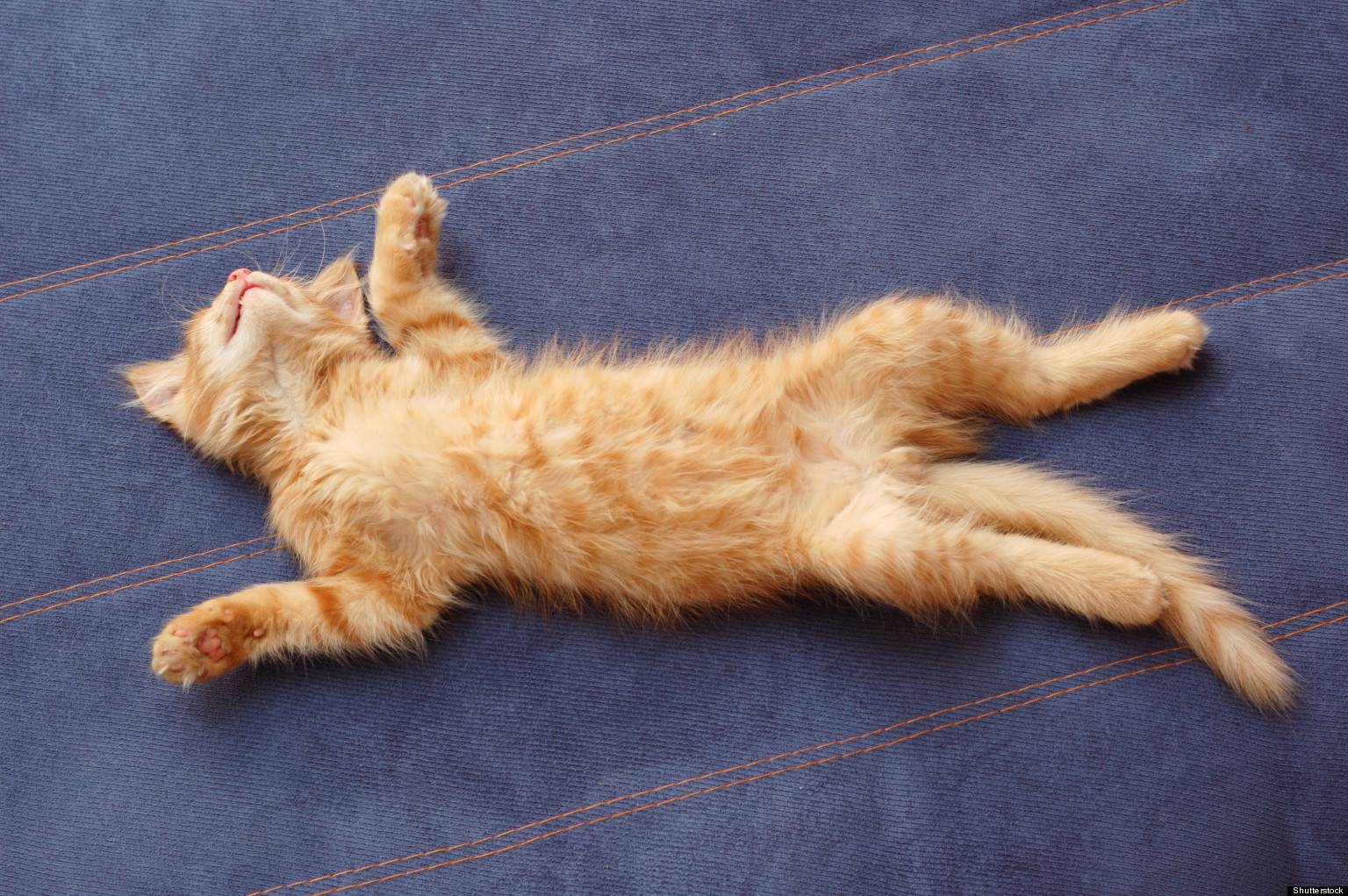 Кот спит на спине, раскинув задние лапы, кошка катается по полу и мяукает – почему и что это значит?