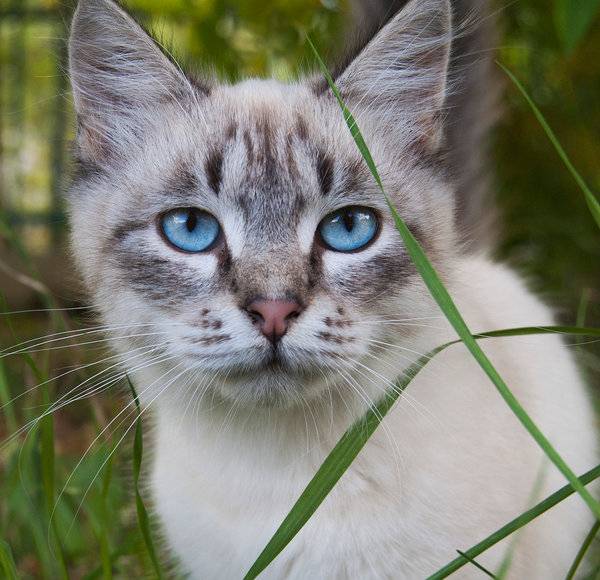 Кошка с желтыми глазами: названия пород с описанием