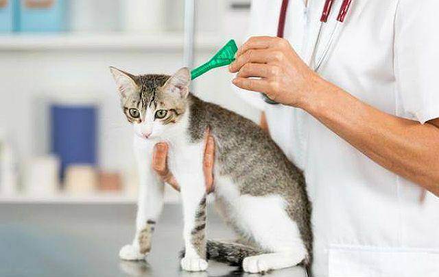 Что будет, если кошка слижет капли от блох: симптомы и лечение отравления инсектицидами
