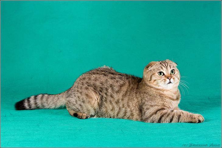 Британец + шотландец - питомник шотландских кошек style jasmine г. санкт-петербург