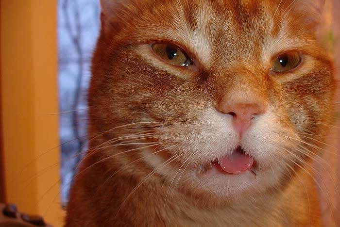 Слюнотечение у кошек, причины и лечение: почему у кота текут слюни изо рта, как прозрачная вода?