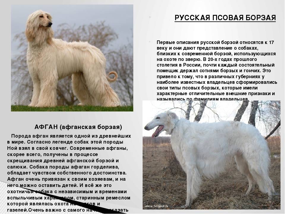 Русская псовая борзая — фото, описание породы собак, особенности