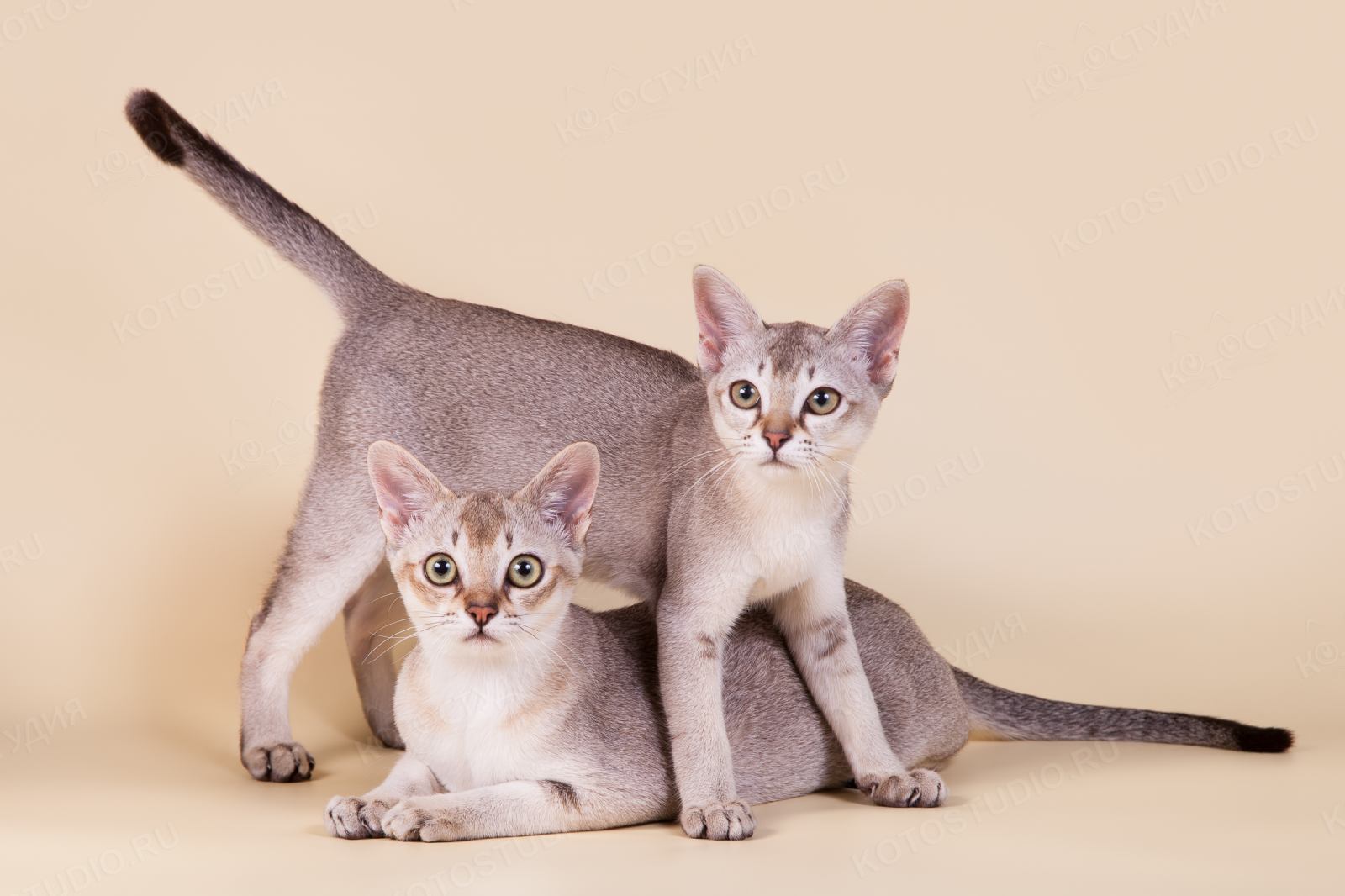 Цейлонская кошка - особенности, характер и болезни породы. питание и уход за цейлонскими кошками – petadvisor