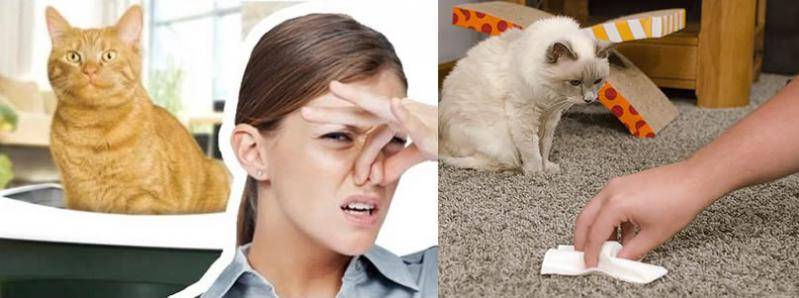 Способы выведения запаха кошачьей мочи. причины его появления и рекомендации по предотвращению.