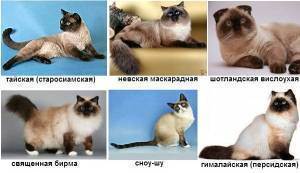Окрас шерсти у кошек колор-пойнт: породы, описание