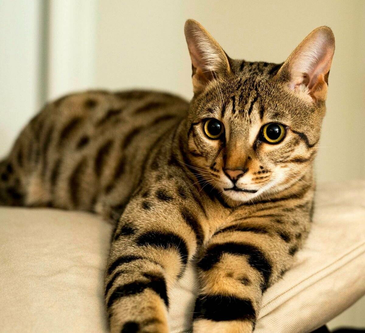 Самые необычные породы кошек, о которых вы, возможно, даже не знали - кошки, необычные кошки, экзотические кошки, домашние животные