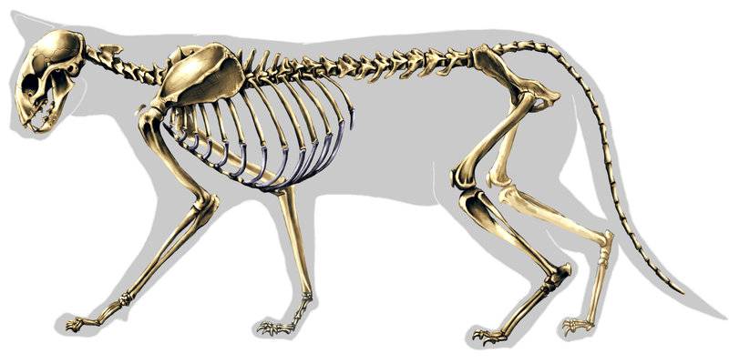 Скелет кошки: фото с описанием костей, отличия от строения кота и котенка