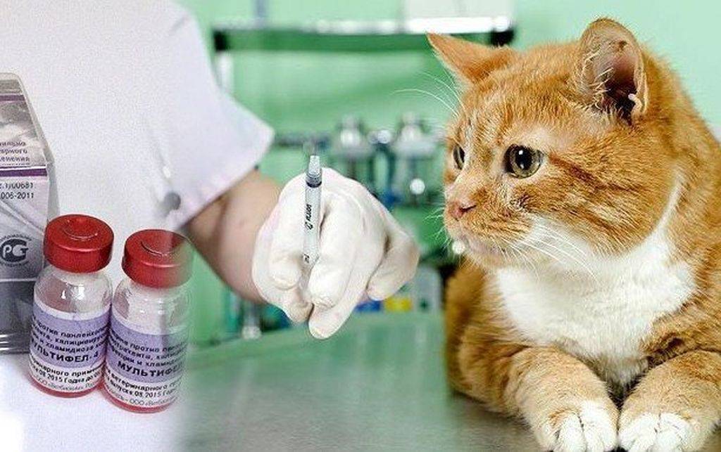 Токсоплазмоз прививка кошке — zppp