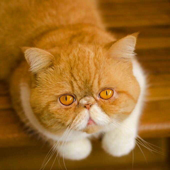 ᐉ породы кошек с приплюснутой мордой [фото + список пород] - getzoofood.ru