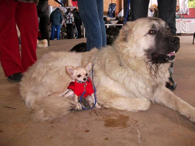 Кавказская овчарка: как выглядит чистокровная сторожевая собака этой породы
