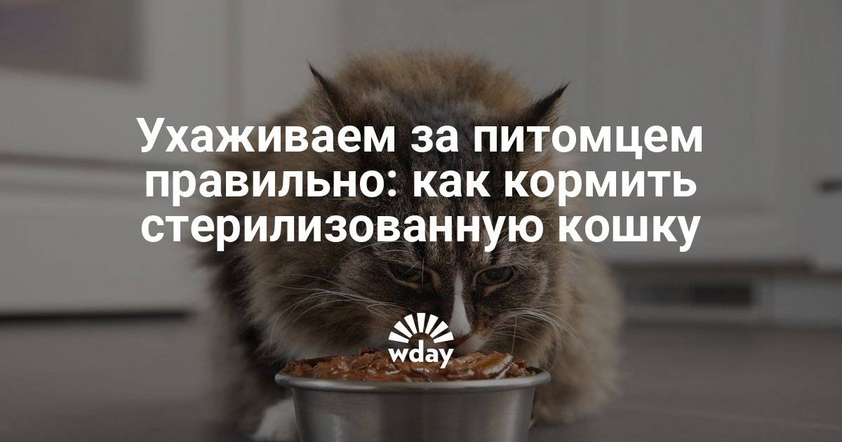 Перед стерилизацией кошки не кормить. Чем кормить стерилизованную кошку. Пусть ваш питомец питается правильно.