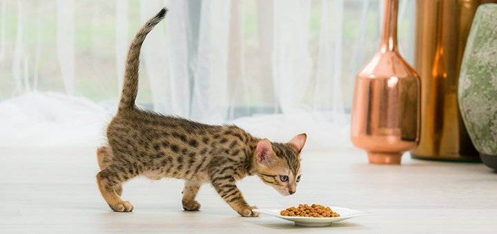 Чем лучше кормить кастрированного кота для его здоровья