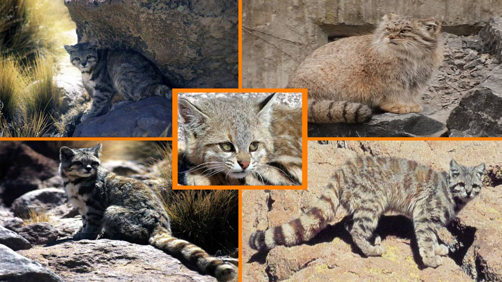 Вымершие виды кошек — сайт эксперта по животным — howmeow