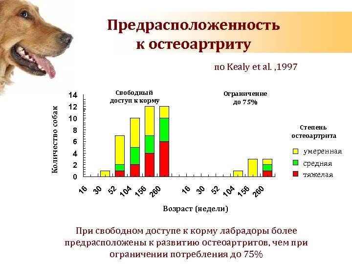 Средняя продолжительность жизни собак корги дома: от чего она зависит