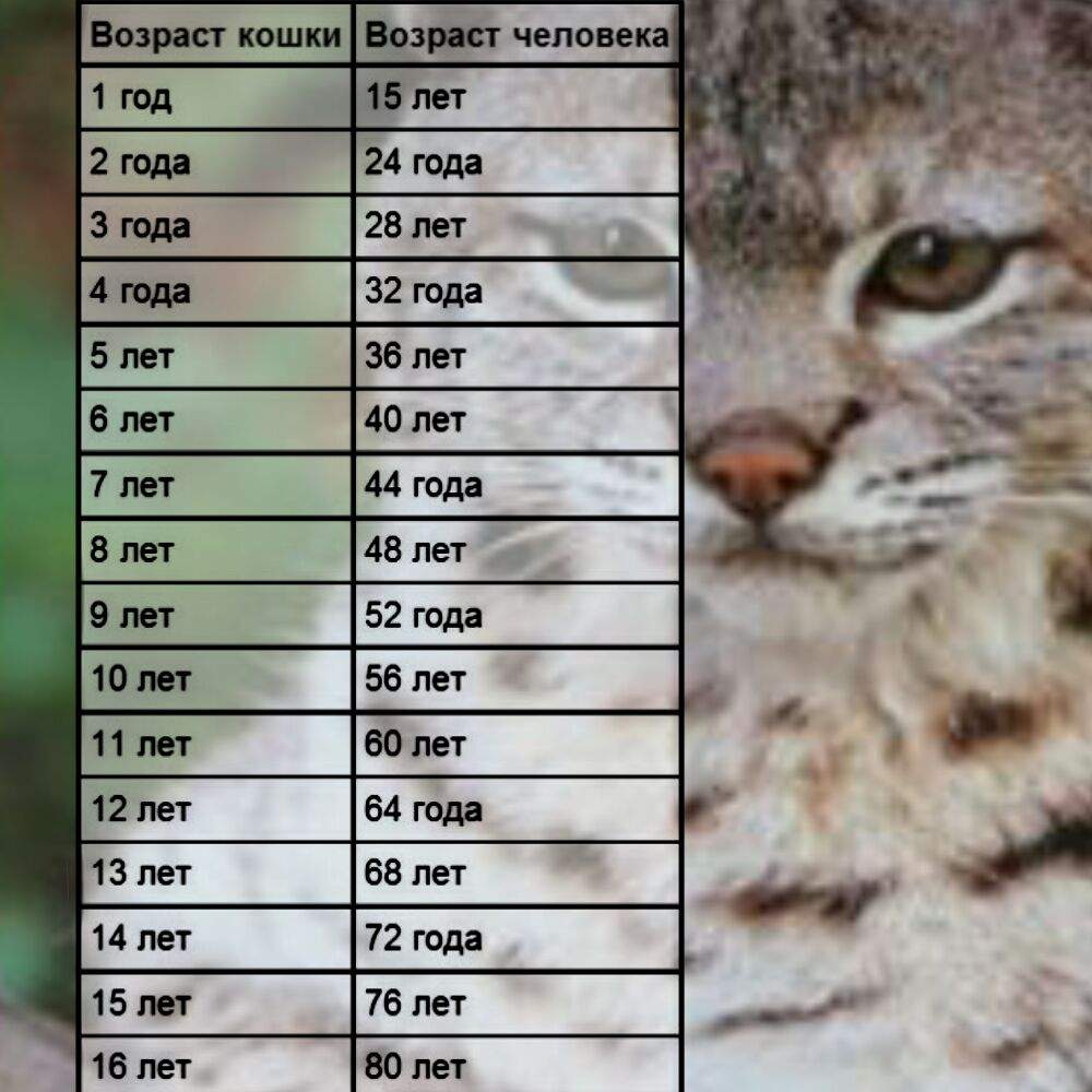 Сколько живут кошки, средняя продолжительность жизни котов в домашних условиях, сколько лет кошке по человеческим меркам?
