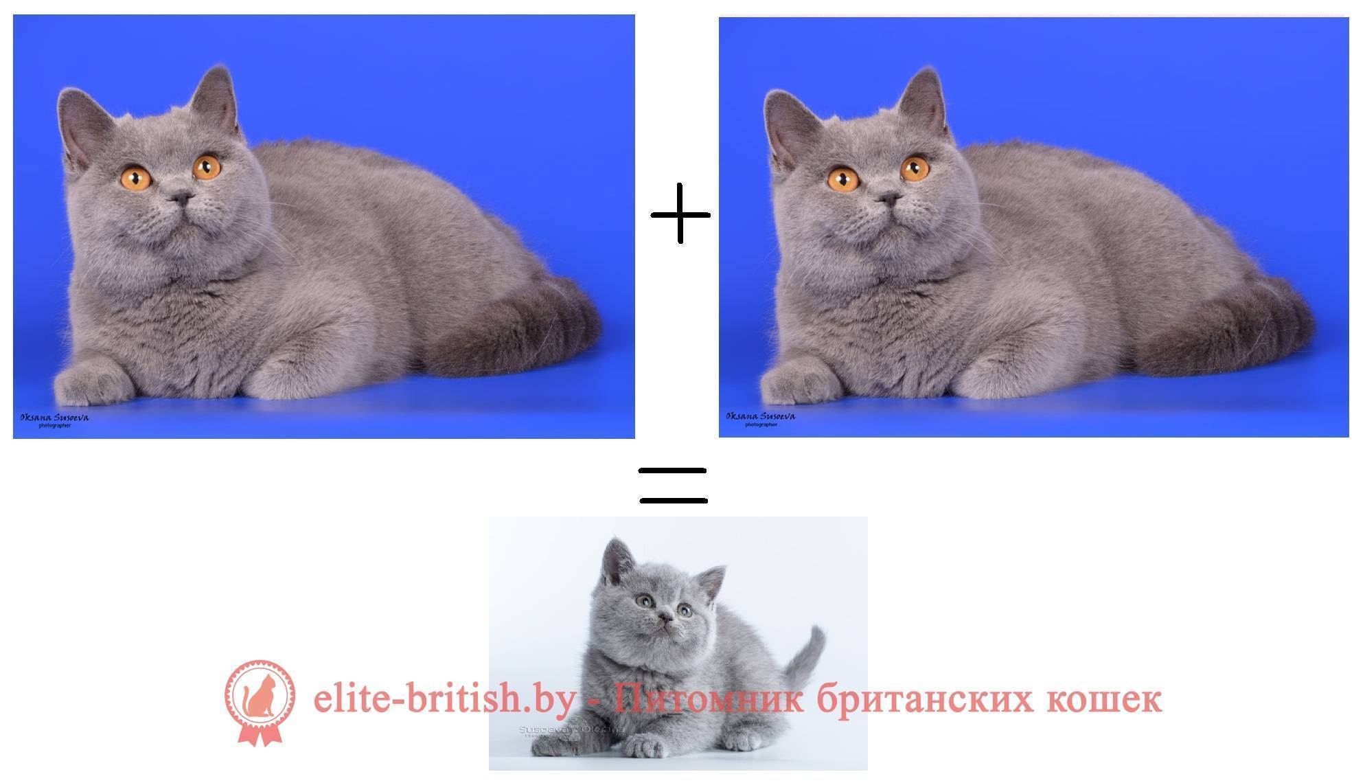 Все о черных британских котах: стандарты, генетика и особенности разведения английской породы
