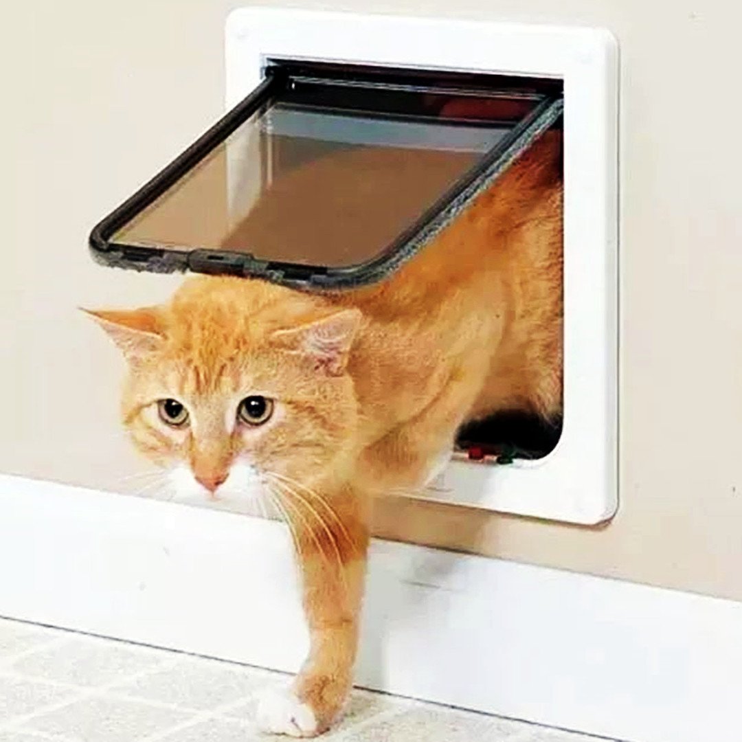Дверь для кошек своими руками - кошачьи дверцы