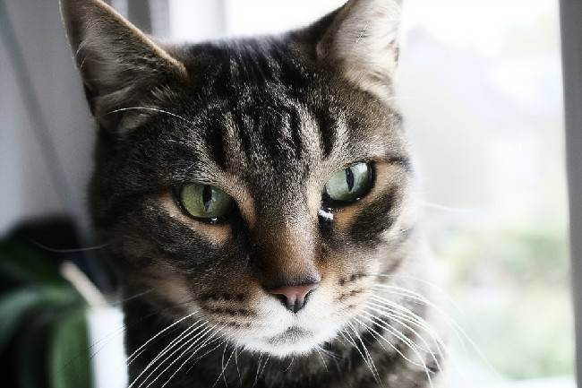 Если у котенка слезятся глаза: основные причины и что делать