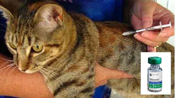 Глобфел для кошек: способ применения, отзывы и дозировка