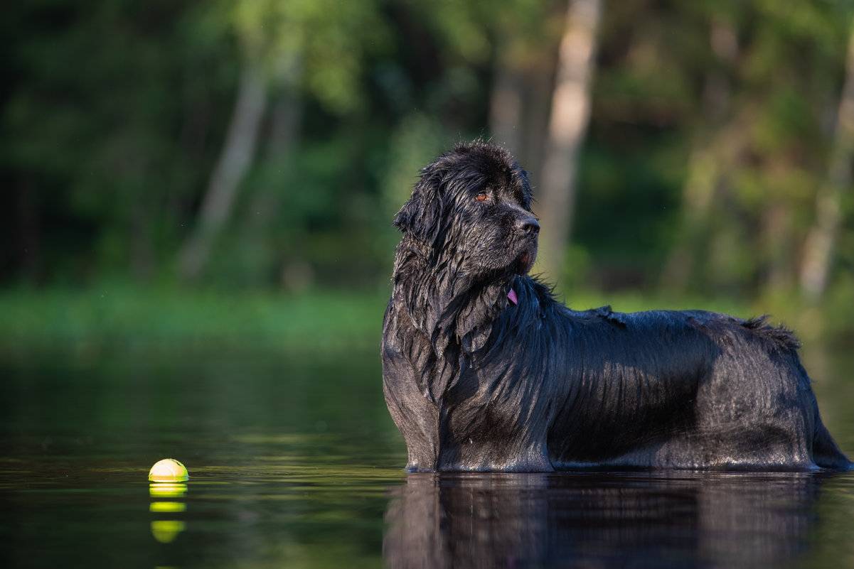 Водолаз собака фото ньюфаундленд